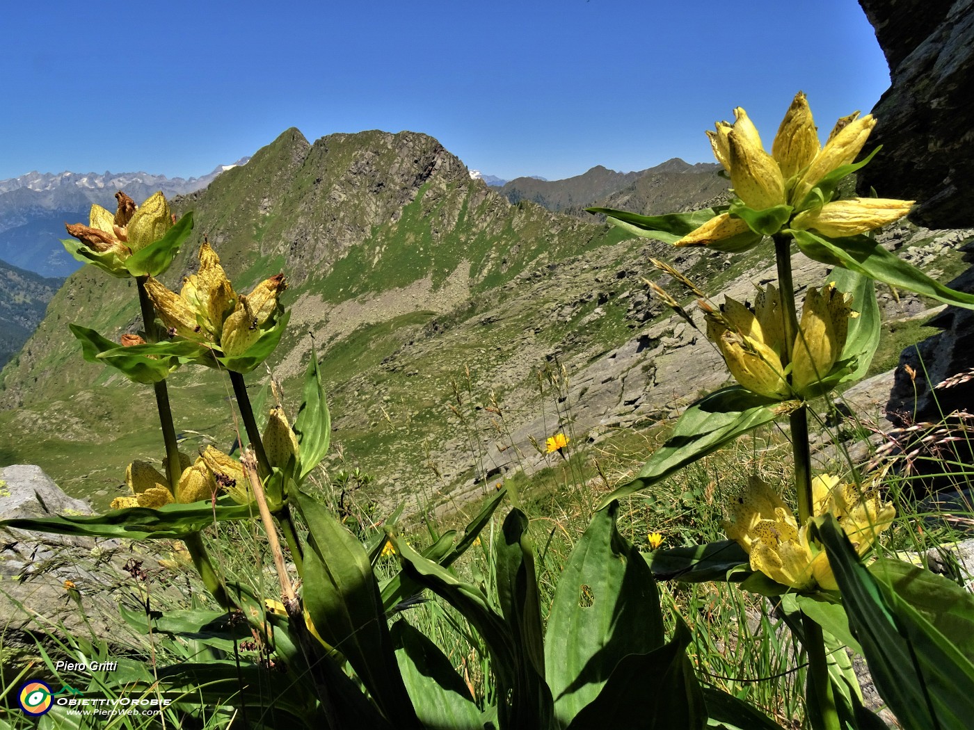 51 Gentiana punctata (Genziana maculata) sulle pendici di cresta tra Bocchetta di Budria e Monte Tartano .JPG
